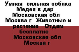 Умная, сильная собака Медея в дар! - Московская обл., Москва г. Животные и растения » Отдам бесплатно   . Московская обл.,Москва г.